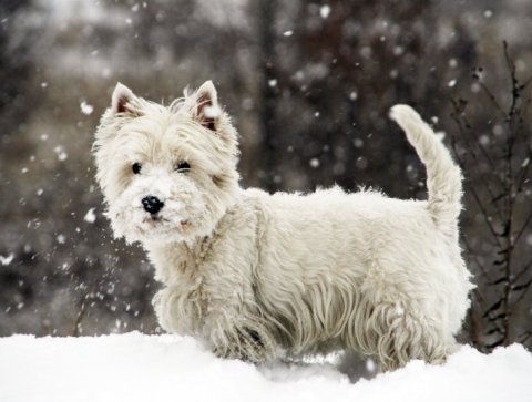 Ný samþykkt um hundahald