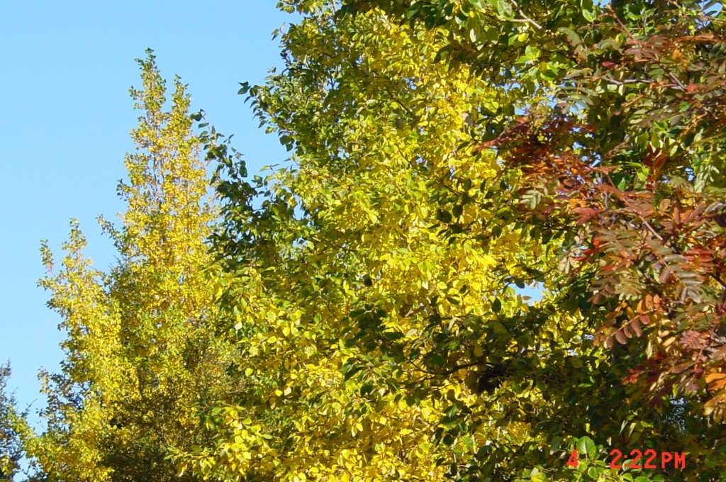 María Sól í hópi frægra tónlistamanna