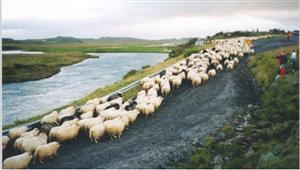 Fjárréttir í Bláskógabyggð