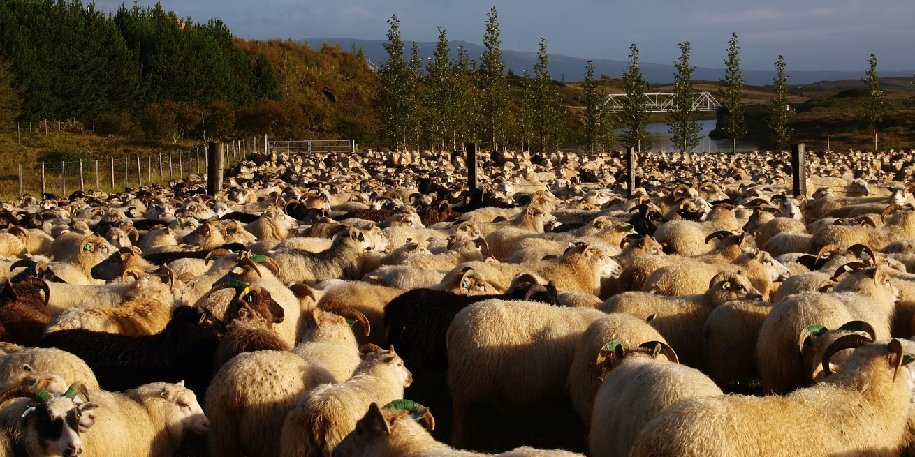 Tafir vegna fjárrekstra í Biskupstungum