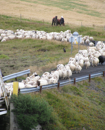 Tafir vegna fjárrekstra í Biskupstungum og réttardagar